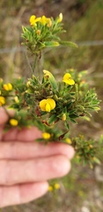 Stylosanthes