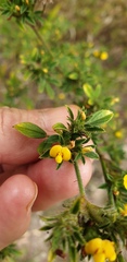 Stylosanthes