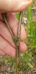 Stylosanthes