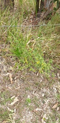 Stylosanthes
