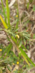 Stylosanthes