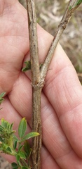 Stylosanthes