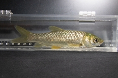 Ctenopharyngodon idella