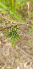 Stylosanthes