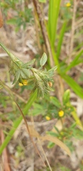 Stylosanthes