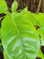 Dysoxylum spectabile