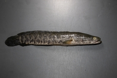 Channa argus