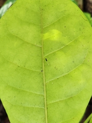 Dysoxylum spectabile