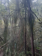 Dacrydium cupressinum