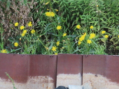 Sonchus arvensis