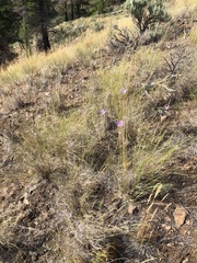 Calochortus macrocarpus