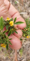Stylosanthes