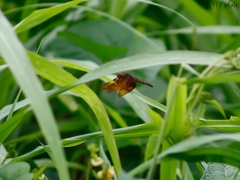 Neurothemis fulvia