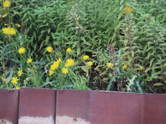 Sonchus arvensis