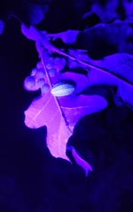 Apoda limacodes