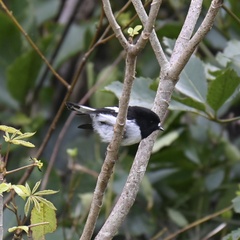 Petroica macrocephala toitoi