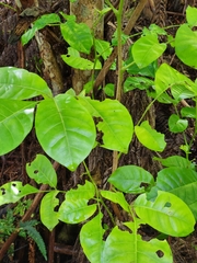Dysoxylum spectabile