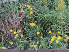 Sonchus arvensis