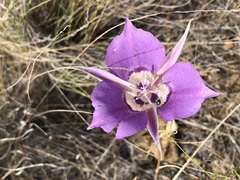 Calochortus macrocarpus