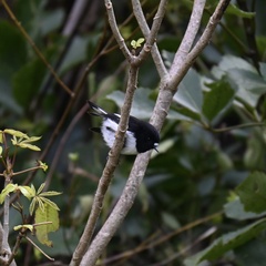Petroica macrocephala toitoi