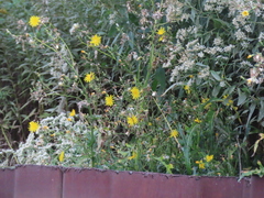 Sonchus arvensis