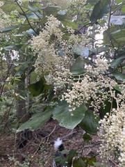 Brachyglottis repanda