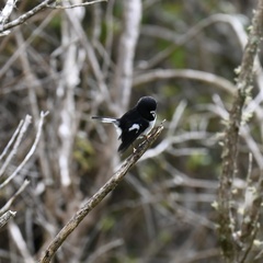 Petroica macrocephala toitoi