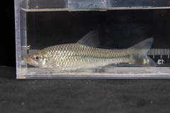 Pseudorasbora parva