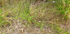 Stylosanthes
