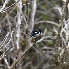 Petroica macrocephala toitoi