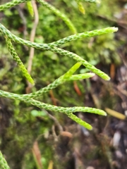 Lycopodium deuterodensum