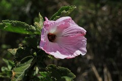 Hibiscus splendens