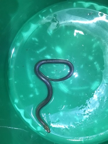 Tanganyika Water Snake