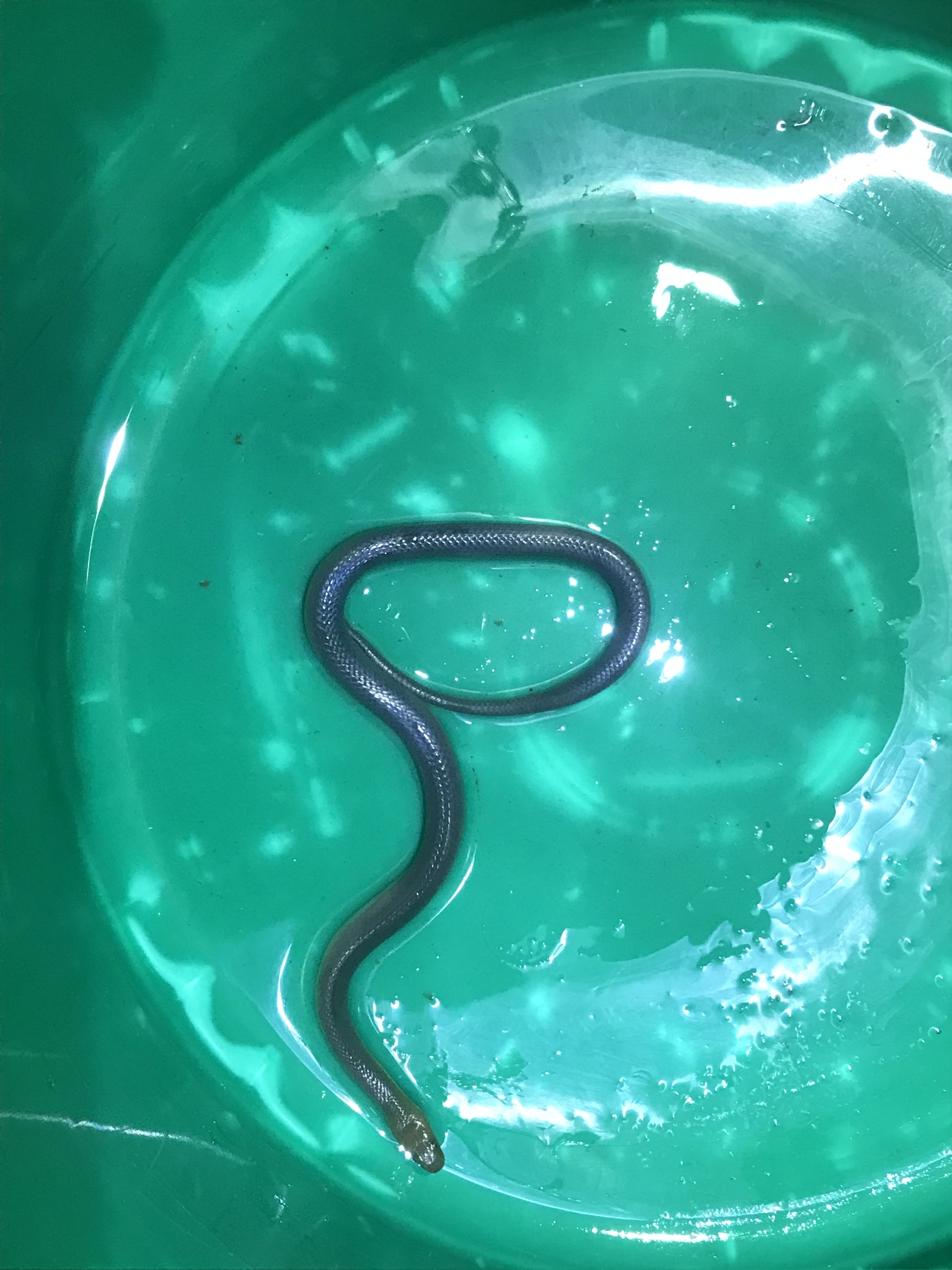 Tanganyika Water Snake photo 6