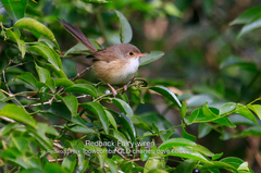 Malurus melanocephalus
