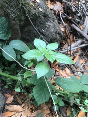 Parietaria judaica
