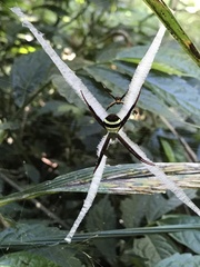 Argiope