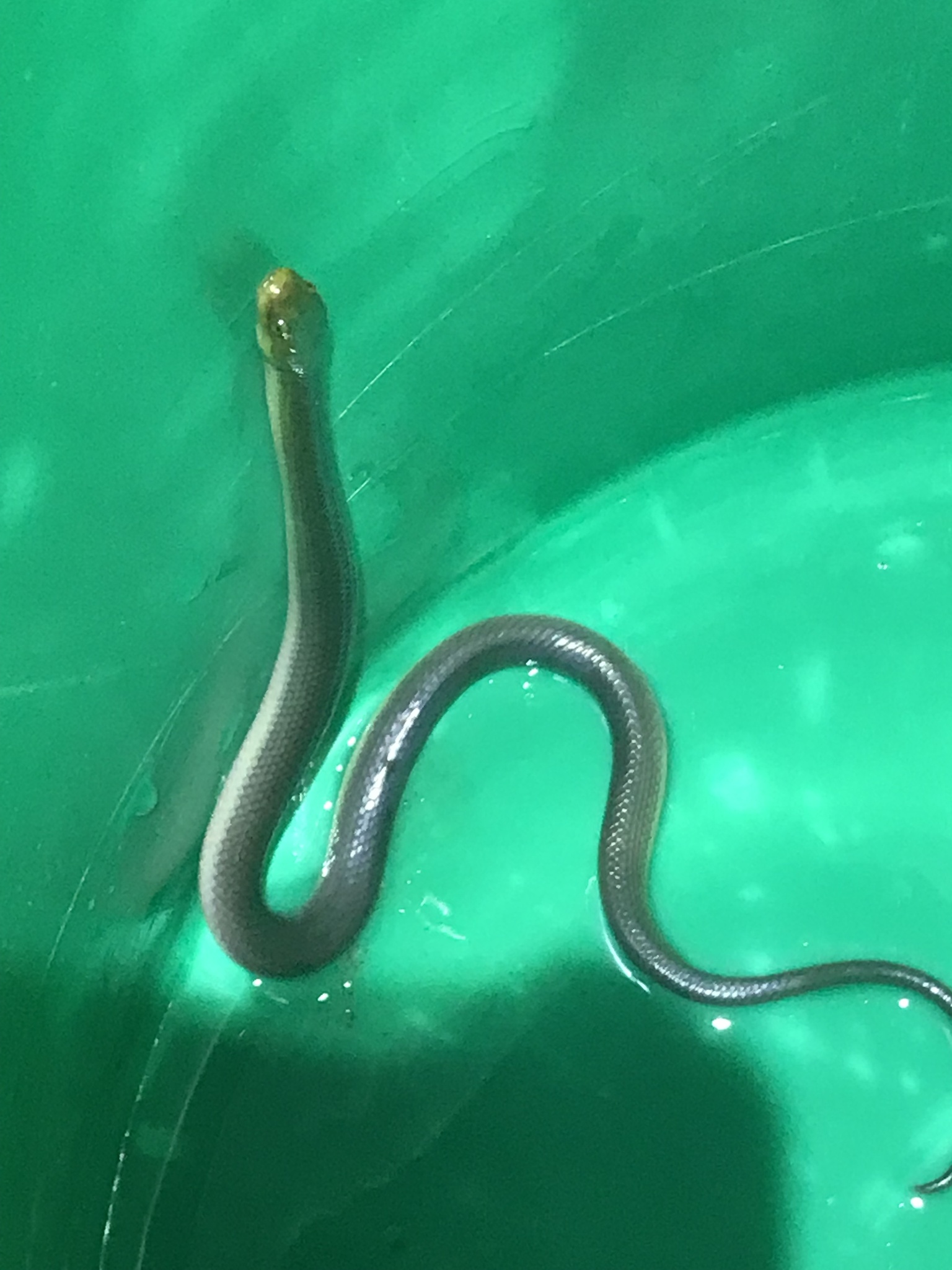 Tanganyika Water Snake photo 7