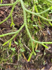 Lycopodium deuterodensum
