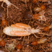 Rhynchotermes perarmatus - Photo (c) wp-polzin, algunos derechos reservados (CC BY-NC)