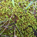 Star Moss - Photo (c) Mikael Behrens, some rights reserved (CC BY-NC), uploaded by Mikael Behrens