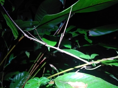 Phanocloidea muricata