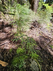 Lycopodium deuterodensum