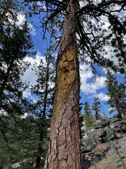 Pinus jeffreyi
