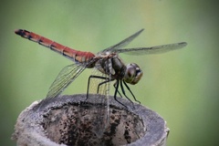 Sympetrum frequens