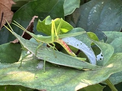Atractomorpha lata