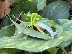 Atractomorpha lata