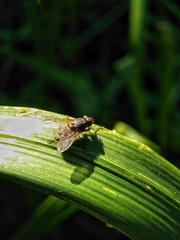 Muscina stabulans