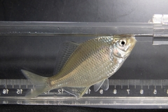 Acheilognathus macropterus