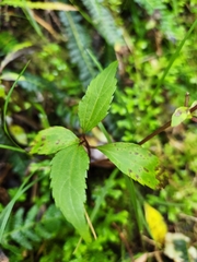 Ageratina riparia